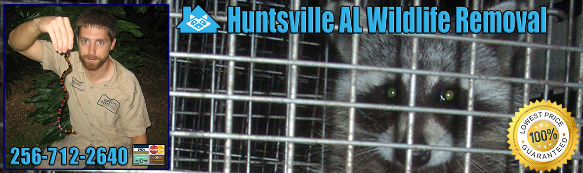 Huntsville Wildlife and Animal Removal